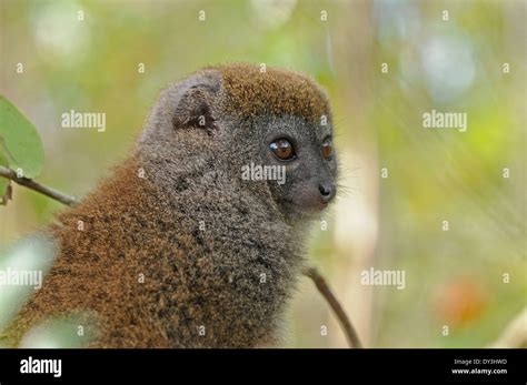 Bamboo Lemur Hi Res Stock Photography And Images Alamy