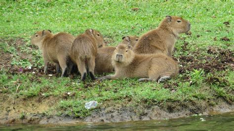 Capybara Fact Sheet Blog Nature Pbs