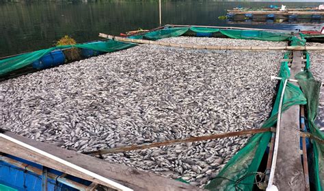 Peristiwa Paling Parah Kasus Ikan Mati Mendadak Di Danau Ranau