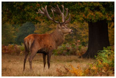 The Autumn Stag The Beautiful Male Red Deer In Portrait Animal