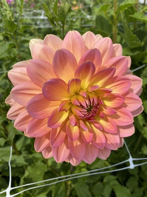 Maks Betty Lynn - Soaring Heart Dahlias