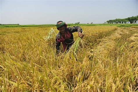 Paddy Sowing Hits New Low