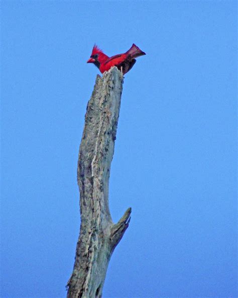 La Chua Trail Cardinal Admiral Elk Flickr