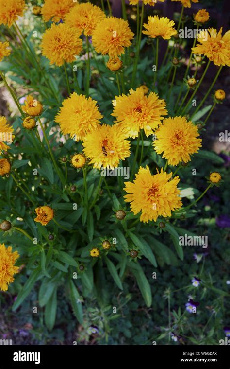 yellow flower of Coreopsis grandiflora plant Stock Photo - Alamy