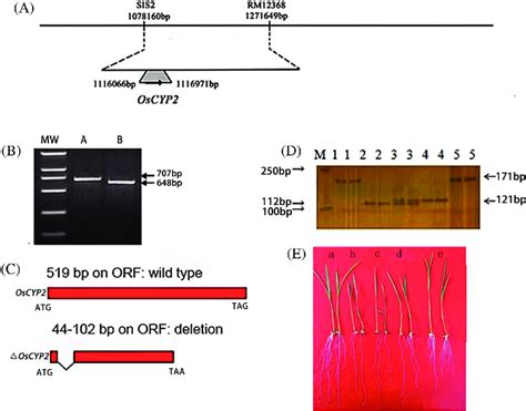 Gene Mapping And Genetic Complementation Analysis Of LRL3 OsCYP2 A