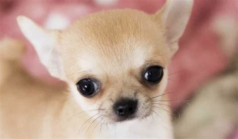 18 Interesting Facts About Chihuahuas You Probably Didnt Know Pet Reader