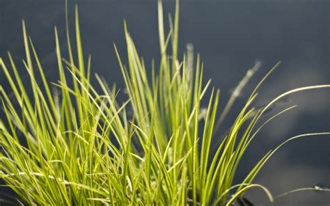 Wallpaper Sunlight Branch Green Leaf Flower Grassland Flora