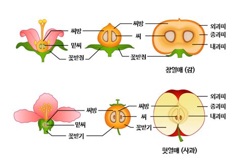 말랑말랑 교과서속 과학실험 초등4학년 말랑말랑 과학실험 4학년1학기 3단원 식물의 한살이 개념및 이해 네이버 블로그