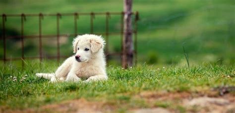 Great Pyrenees Size Chart Growth And Weight Chart