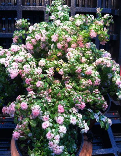 Variegated Artillery Fern pilea Microphylla Variegata Snow Capped