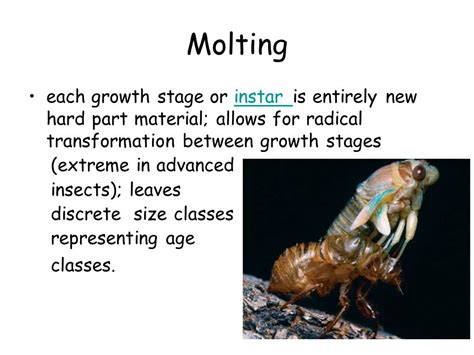 Adaptive Or Functional Morphology Autecology What Is The Origin Of