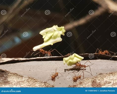 Leaf Cutter Ants Closeup Stock Photo Image Of Nature 116001842