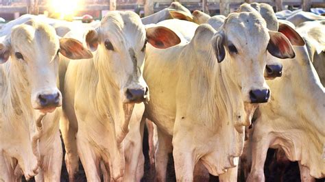 GADO NELORE DE QUALIDADE NA FEIRA DE GADO FEIRA DE GADO EM CARUARU PE