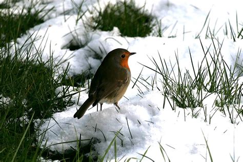 Robin Bird Snow - Free photo on Pixabay