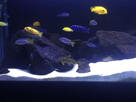 Photo 2 Mbuna Electric Yellow Cichlid Electric Yellow