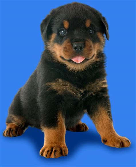 Rottweiler Puppies For Sale Near Me