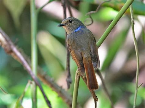 Small Niltava Female These Asian Flycatchers Can Be Rather