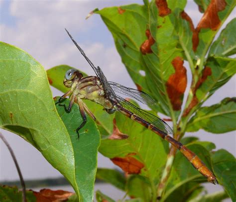 Russet Tipped Clubtail Stylurus Plagiatus 17 July 2011 Flickr