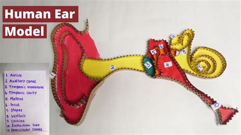 Structure Of Human Ear Model Project Human Ear Project Model Ear