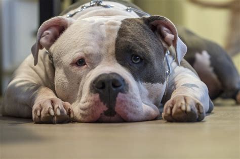 Eboli Domani Dissequestro Dei Due Pitbull ZON