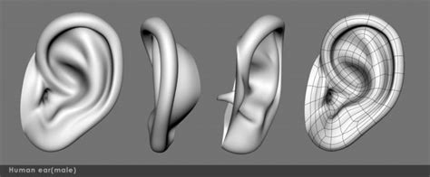 Ear 03 3d Model Cgtrader