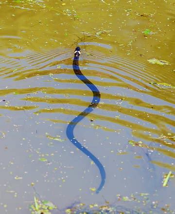 Baby Adder Snake Stock Photos - Free & Royalty-Free Stock Photos from ...