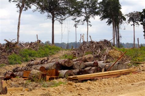 Belasan Izin Kebun Sawit Di Papua Barat Dicabut BaKTINews