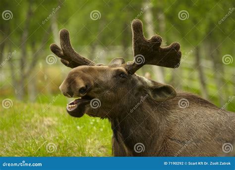 Young Male Moose With Antlers Stock Photography - Image: 7190292