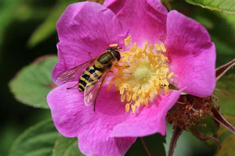 The Basics Of Propagating Wild Roses My Heart Lives Here