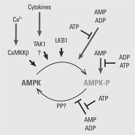 Regulation Of Amp Activated Protein Kinase Ampk By Phosphorylation