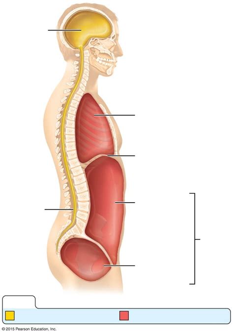 Label Body Cavities Diagram Quizlet