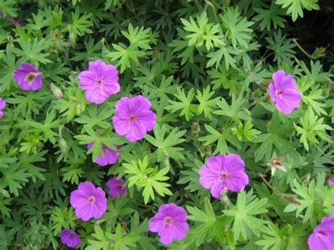wild geraniums plants cranesbill geranium maculatum organic etsy