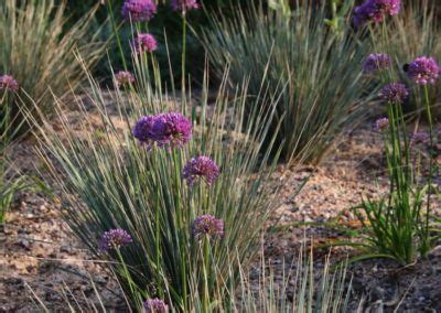 Trockenheit Im Garten So Gestaltest Du Den Garten F R Trockene