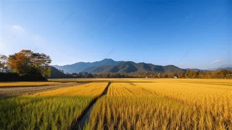 日本台灣秋天的稻田 秋高氣爽稻田豐收 高清攝影照片 天空背景圖片和桌布免費下載