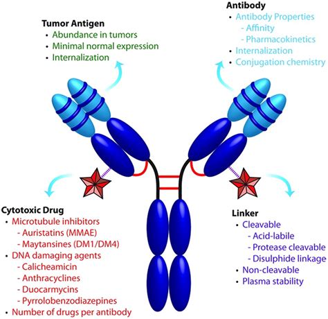 Application Of Immuno Pet In Antibodydrug Conjugate Development