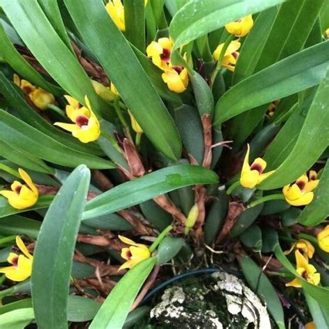 Maxillaria Variabilis Florariumplants