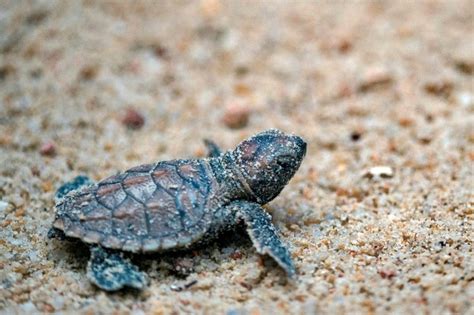 Science Brief Endangered Sea Turtles Enjoy Quarantine Indykids