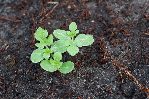 Watermelon Seedling — Stock Photo © foto76 #9955275