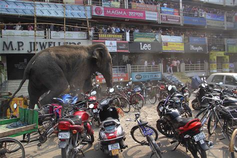 Lost Elephant Runs Amok In Indian Town Nbc News