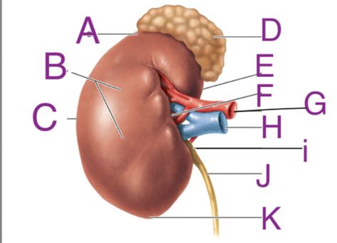 Renal And Genitourinary Gu Anatomy Mock Anatomy Lab Practical For