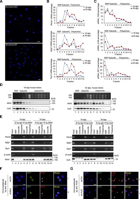 A Translation Activating Function Of Miwi Pirna During Mouse