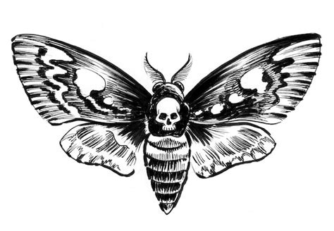 Mariposa Polilla Con Calavera Dibujo A Tinta En Blanco Y Negro Foto