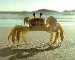 Fabulous Animals World: Difference between sea lobsters and sea crabs