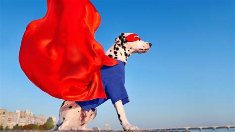 The Best Superhero Dog Costumes for the Superest of Dogs