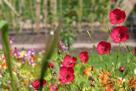 Photo taken in Edinburgh Botanic Garden - Summer - 2012 Visit Edinburgh, Like A Local, Flora And ...