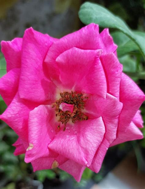 Beautiful Pink Fuschia Roses Flower Stock Image - Image of gardening ...