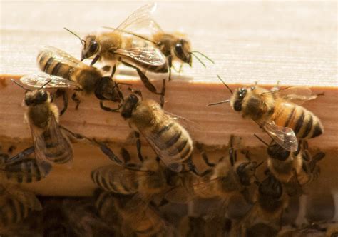 Wasp & Bee Nest Removal | Honeybee Centre | Serving the Fraser Valley