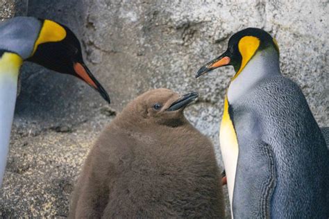 A+ New Names for Two Penguin Chicks - Wilder Institute/Calgary Zoo