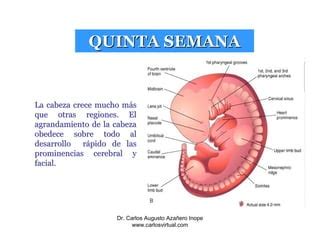 4a 8a Semana Embrionaria PPT