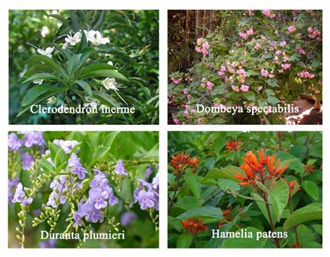 Different Types Of Shrubs With Pictures And Names In India The Meta